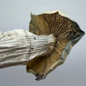 Pie-Orgi  Mushroom