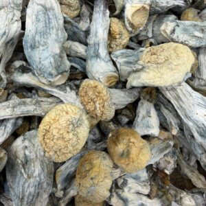 Alternative view of Pie-Orgi  Mushroom