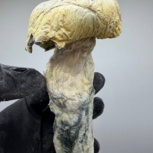 Alternative view of Gandalf Mushroom