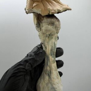 Alternative view of Legendary Trons Mushroom