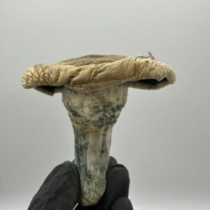 Albino Thrasher Mushroom