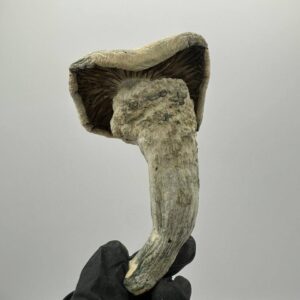 Alternative view of Albino Thrasher Mushroom