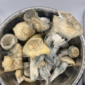 Alternative view of Shakti Mushroom