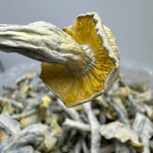 Yellow Umbo Mushroom