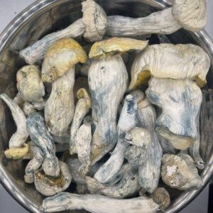 Iceberg Mushroom
