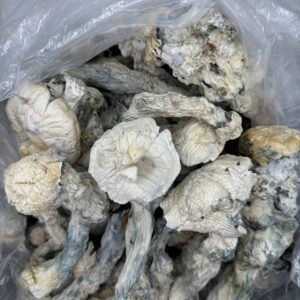 NUTCRACKER Mushrooms