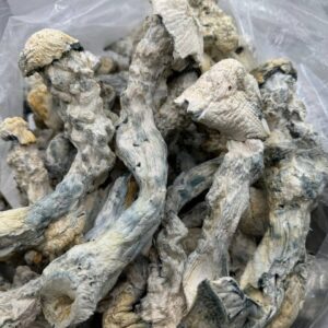 Alternative view of NUTCRACKER Mushrooms