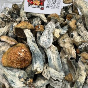 Alternative view of MAKILLA GORILLA MUSHROOMS