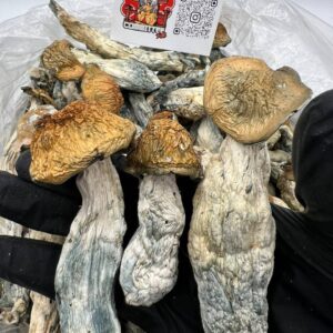 MAKILLA GORILLA MUSHROOMS
